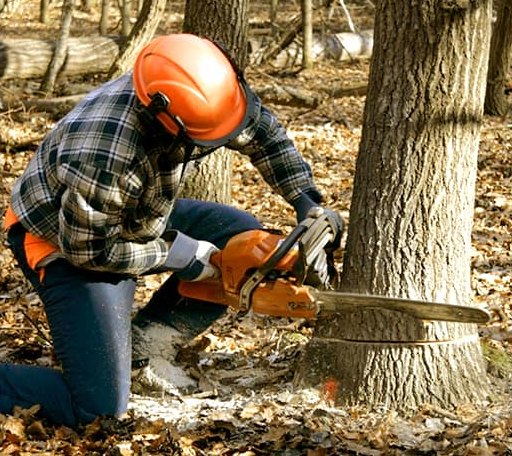 Tree Removal in Montevallo, AL